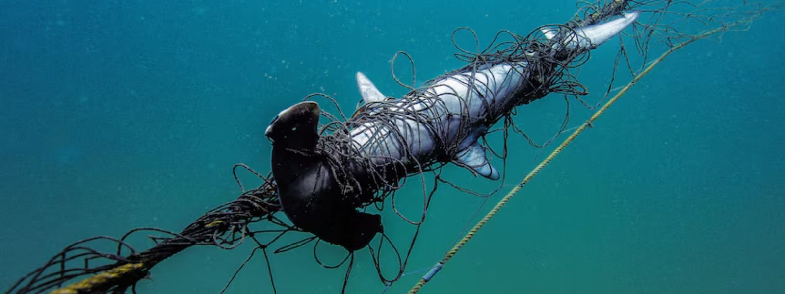 Shark nets